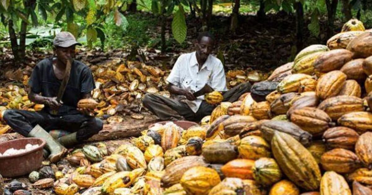 Concerned Cocoa Farmer Says New Cocoa Price Will Fuel Smuggling, Hurt Yields