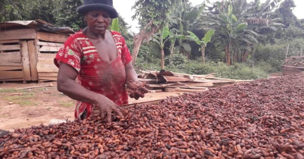 Policy Analyst Urges Transparency in Cocoa Pricing Amid Producer Price Increase