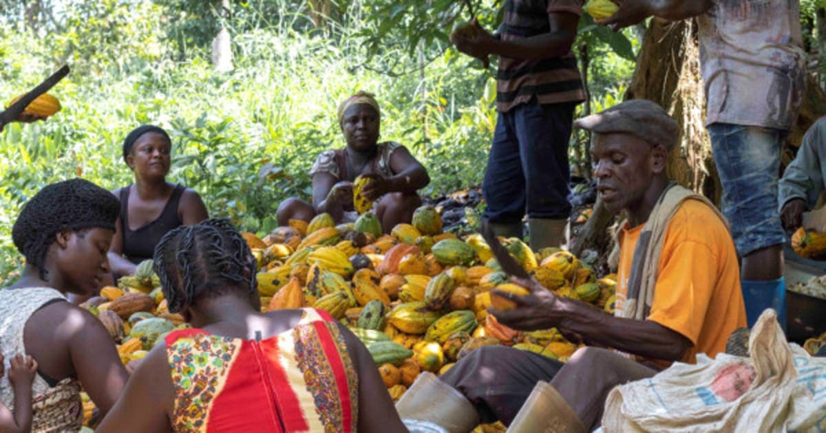 Cocoa Farmers Threaten to Block COCOBOD Officers Over ‘Unfair’ Producer Price