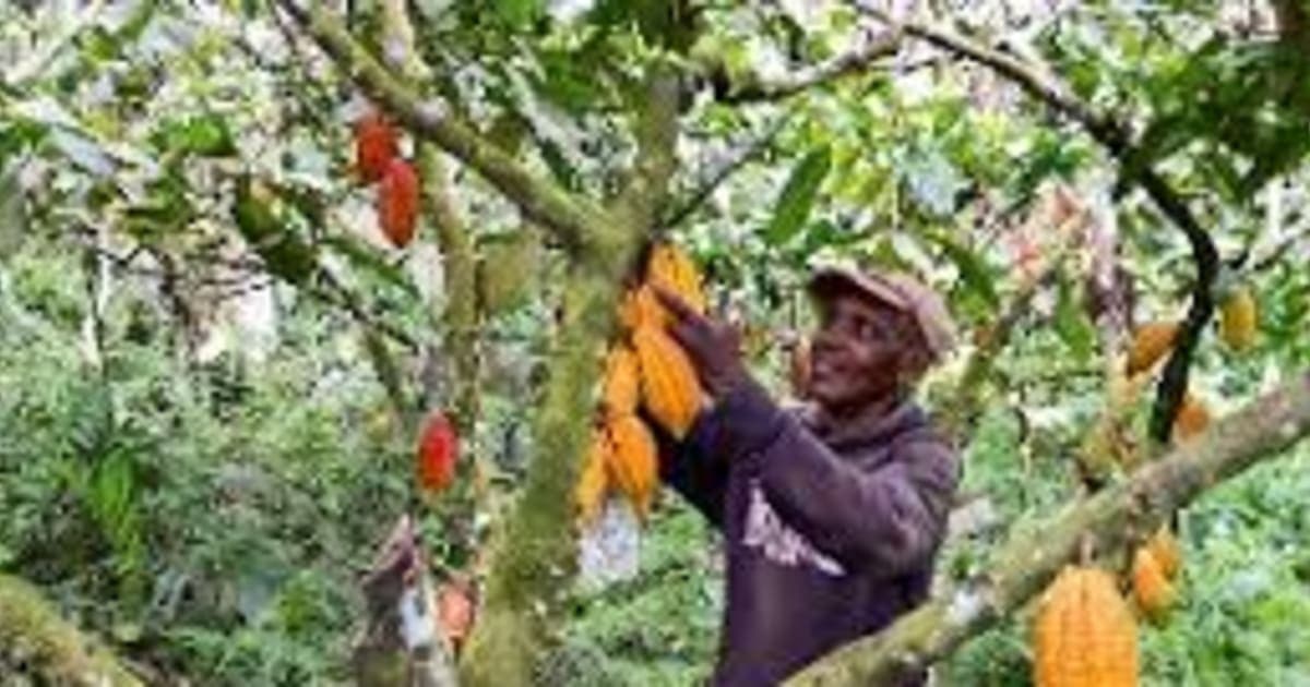 Kadjebi Cocoa Farmers Reject New Producer Price, Describe It as “An Insult” and “A Betrayal”